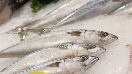 Pêche : le maquereau va-t-il disparaître des étals ? Les pêcheurs français dénoncent la surpêche de pays étrangers