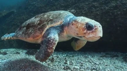 Biodiversité : comment l'île de Zakynthos tente de concilier préservation des tortues et tourisme