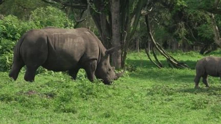 Ouganda : le retour inespéré des rhinocéros