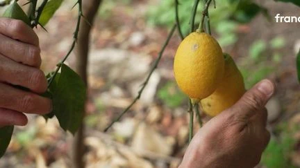 Angleterre : des zestes de citron sur l'île de Wight, la prouesse unique d'un maraîcher