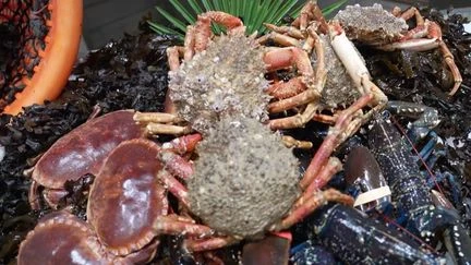 Pénurie de tourteaux : l’araignée de mer domine