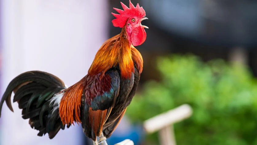 C'est mon affaire. Bruits des animaux à la campagne : quels sont mes droits ?