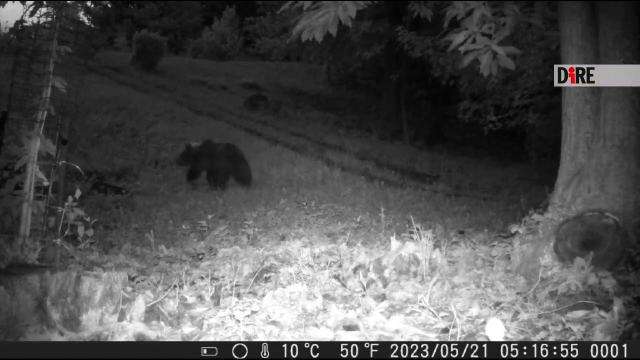 Nuovo avvistamento di un orso in provincia di Bergamo: si tratta di un giovane maschio in cerca di una femmina