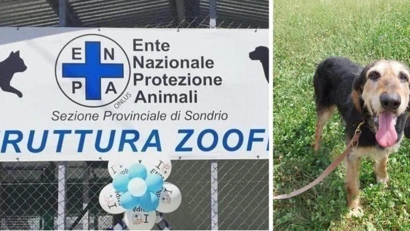 I latrati dei cani nel rifugio disturbano la vicina: Enpa condannata a ridurre i posti