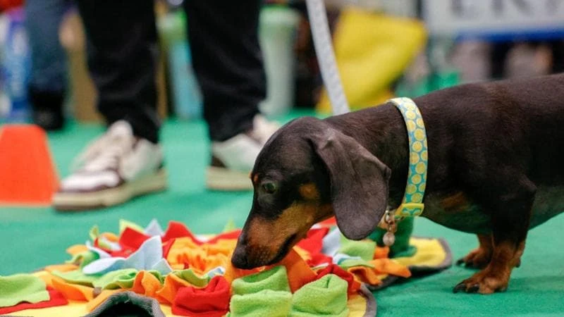 A Quattrozampeinfiera l'iniziativa solidale #usatopet: cucce e ciotole da donare al canile di Milano