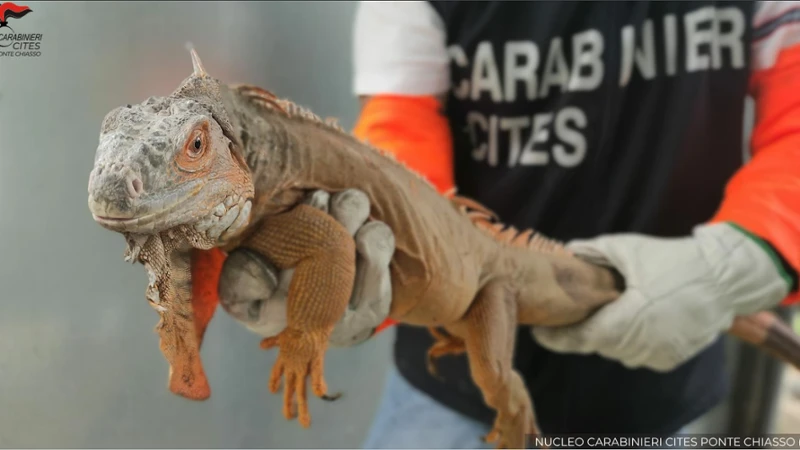 Un’iguana di oltre un metro in casa senza documenti: a Como sequestro e multa di 40mila euro
