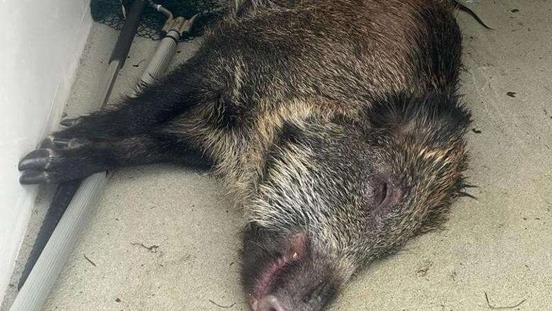 Un cinghiale si fa il bagno in Darsena a Milano e poi esce in strada: catturato con le reti dalla Polizia locale