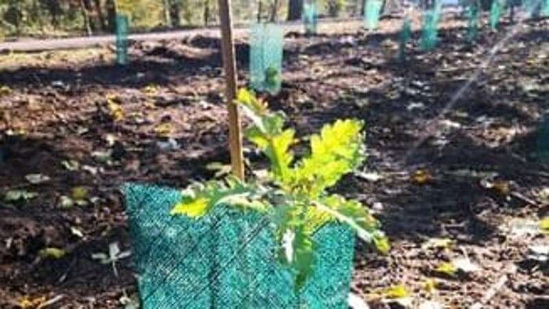 Oltre 900 nuovi alberi messi a dimora: così Ersaf cura le ferite inferte al Parco di Monza dal nubifragio di luglio