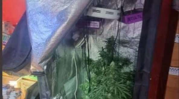 La madre scopre che il figlio coltiva marijuana in casa e lo sgrida, lui la picchia: arrestato