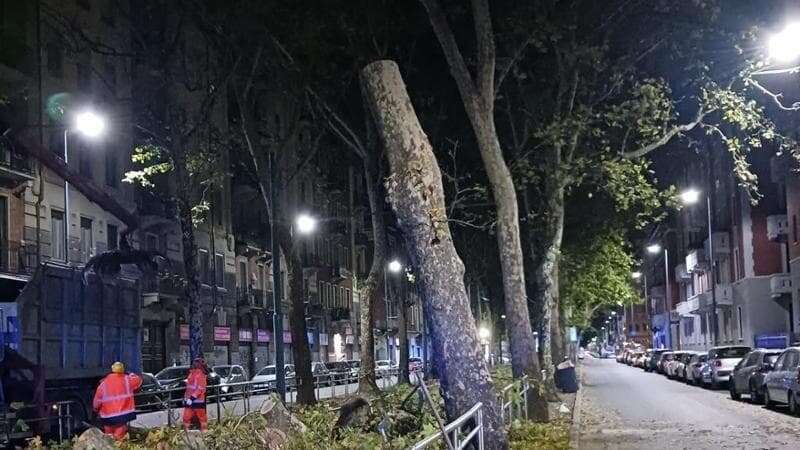 Il vento fa crollare un albero in via Giambellino, notte di lavoro per ripristinare la linea del tram 14