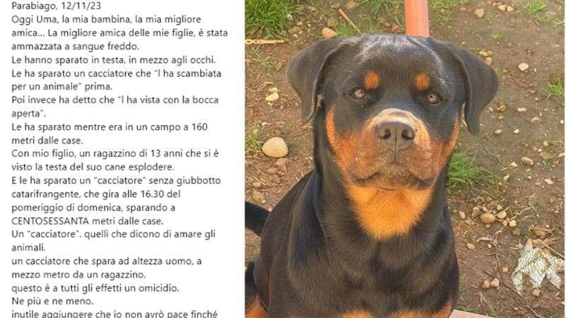 Cacciatore spara a un rottweiler, indagato: “Mi sono difeso”. Ma la padrona di Uma denuncia: “Uccisa a sangue freddo davanti a mio figlio 13enne”