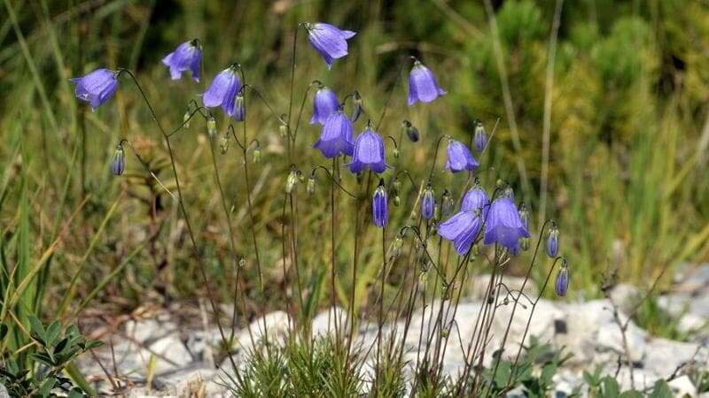 Sulle Prealpi bergamasche spunta un fiore mai conosciuto prima, è una campanula che cresce solo in questo ambiente: ma è già a rischio