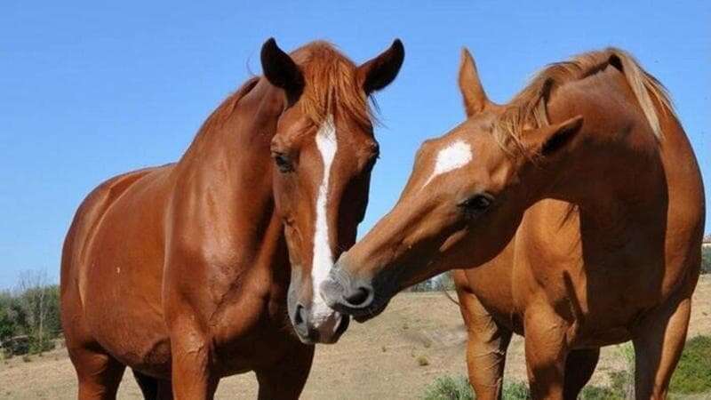 Istruttore di un maneggio colpito dal calcio di un cavallo al torace: l’incidente nel Pavese