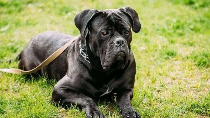 Bambina di sei anni azzannata al volto da un cane corso: l'aggressione avvenuta a casa di amici dei genitori