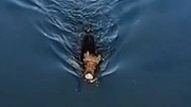 Una gabbia per catturare il cinghiale sparito nei sotterranei dei Navigli