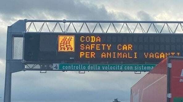 C'è un cane abbandonato sull'Autostrada dei laghi, entra in pista la 