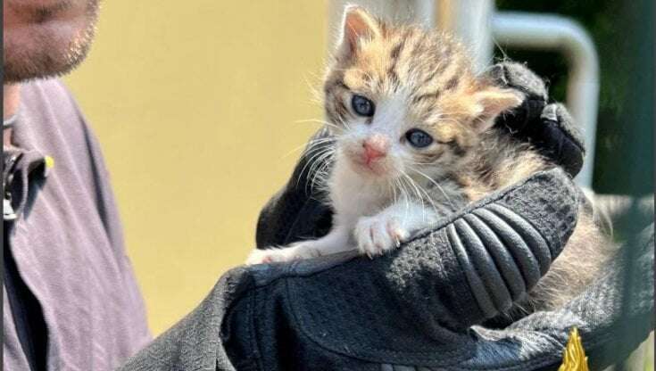 La storia a lieto fine dei gattini intrappolati nel tombino: i vigili li salvano, e poi li adottano