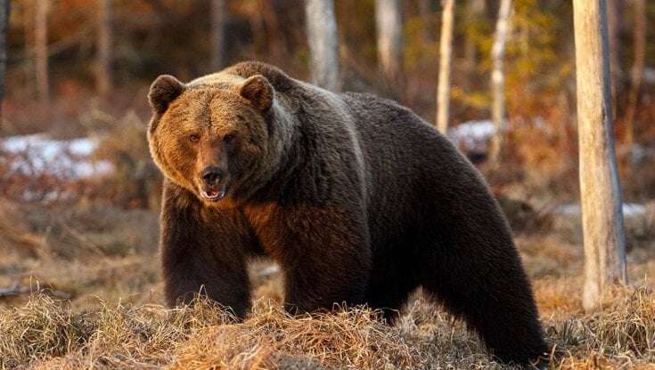 Valtellina, un orso a cento metri: famiglia riesce ad allontanarsi senza danni