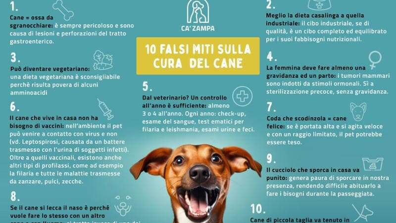 “Non è vero che quando scodinzolano siano necessariamente felici”: gli esperti di Ca' Zampa sfatano dieci falsi miti sui cani