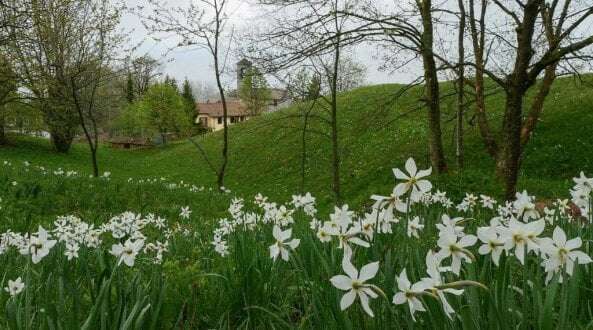 La meraviglia della fioritura dei narcisi in Valcava