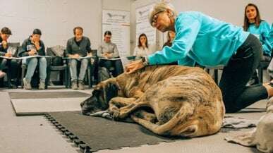 Apre la ‘dog massage academy’: la prima scuola in Italia per diventare massaggiatori per cani