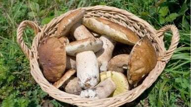 Muore un altro cercatore di funghi cadendo in un dirupo: è la terza vittima in tre giorni