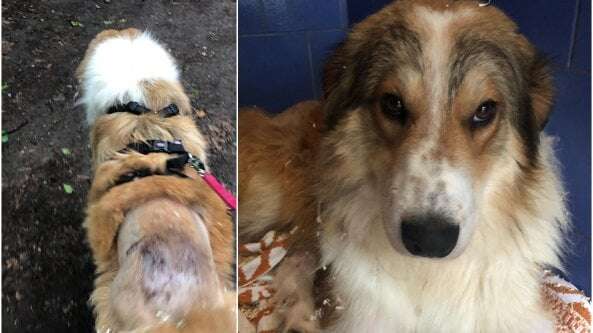 La storia a lieto fine del cane Buco, colpito con una roncola e abbandonato: ora ha trovato una famiglia