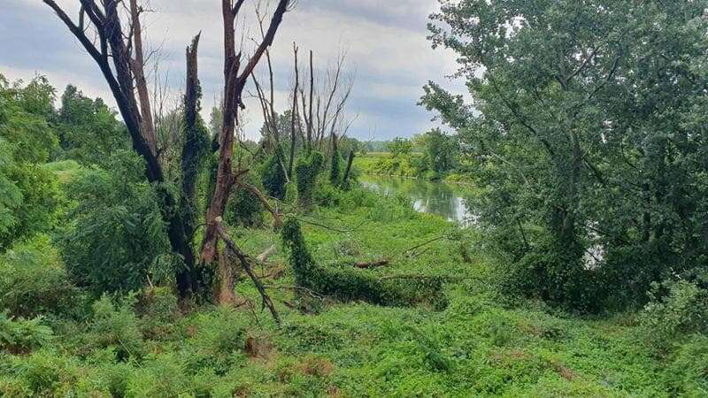 Chiuso il parco di Monza per rischio caduta alberi: martedì è previsto il concerto di Springsteen