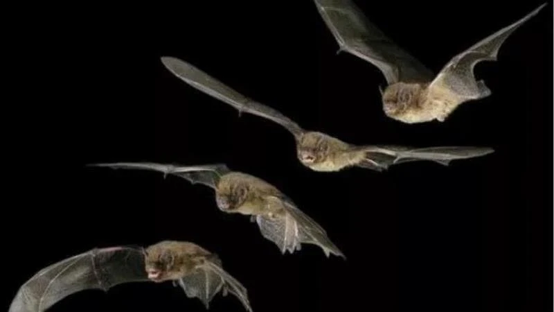 Notte con i pipistrelli: la Bat Night in una riserva del Mantovano
