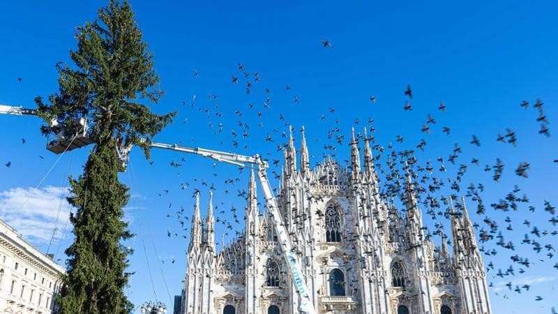 In piazza Duomo prende forma l'albero di Natale: un gigante di 42 metri ispirato alle Olimpiadi 2026