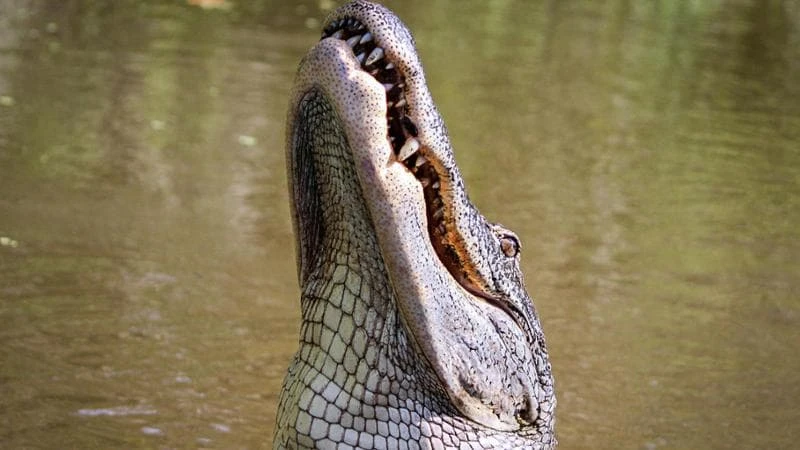L’incubo dei 20 giorni nell’Alligator Alcatraz: il “migrante irregolare” italiano è tornato a casa
