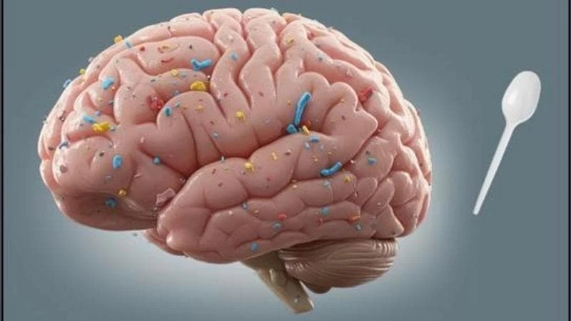 Un cucchiaino di microplastiche nel nostro cervello. I ricercatori: “Possibile causa di demenza”