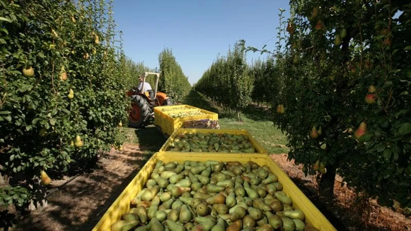 Solo cibo made in Europe nelle scuole. La proposta della commissione per sostenere l’agricoltura Ue