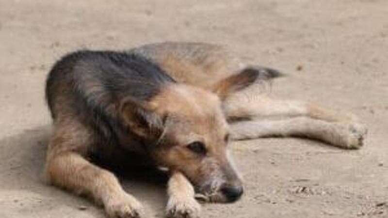 “Vietato sfamare cani e gatti”: l’ordinanza nel maceratese. L’Oipa: “Faremo ricorso al Tar”. I Carabinieri Forestali: “Ogni anno abbandonati 130 mila cani e gatti” 