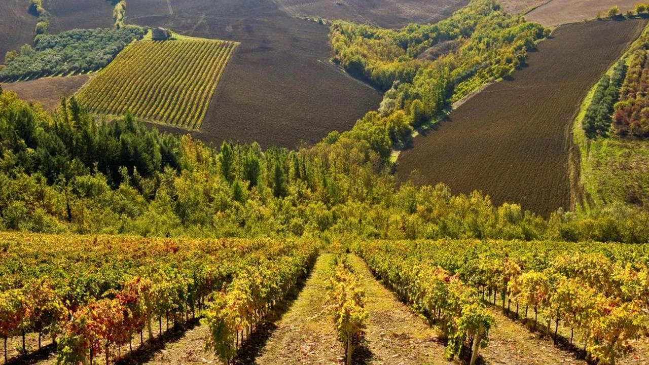 Laboratorio vino: le Marche e la svolta biologica