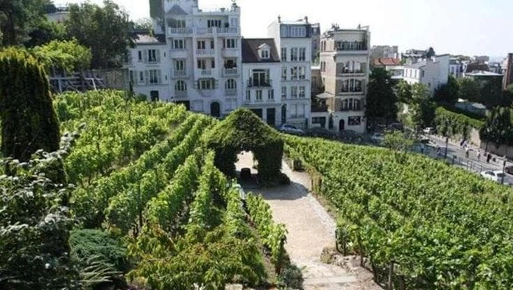 Vigne urbane, una borsa di studio per imparare a conoscerle e preservarle