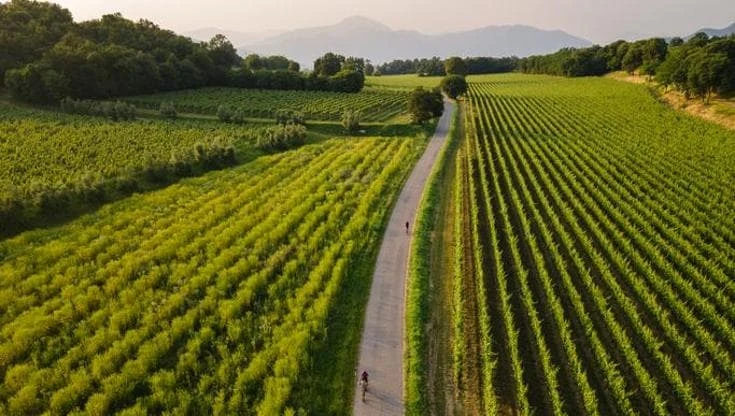 Attilio Scienza: “Le strade sono l’Internet del vino”. Così fedeli e monaci hanno mappato l’Europa