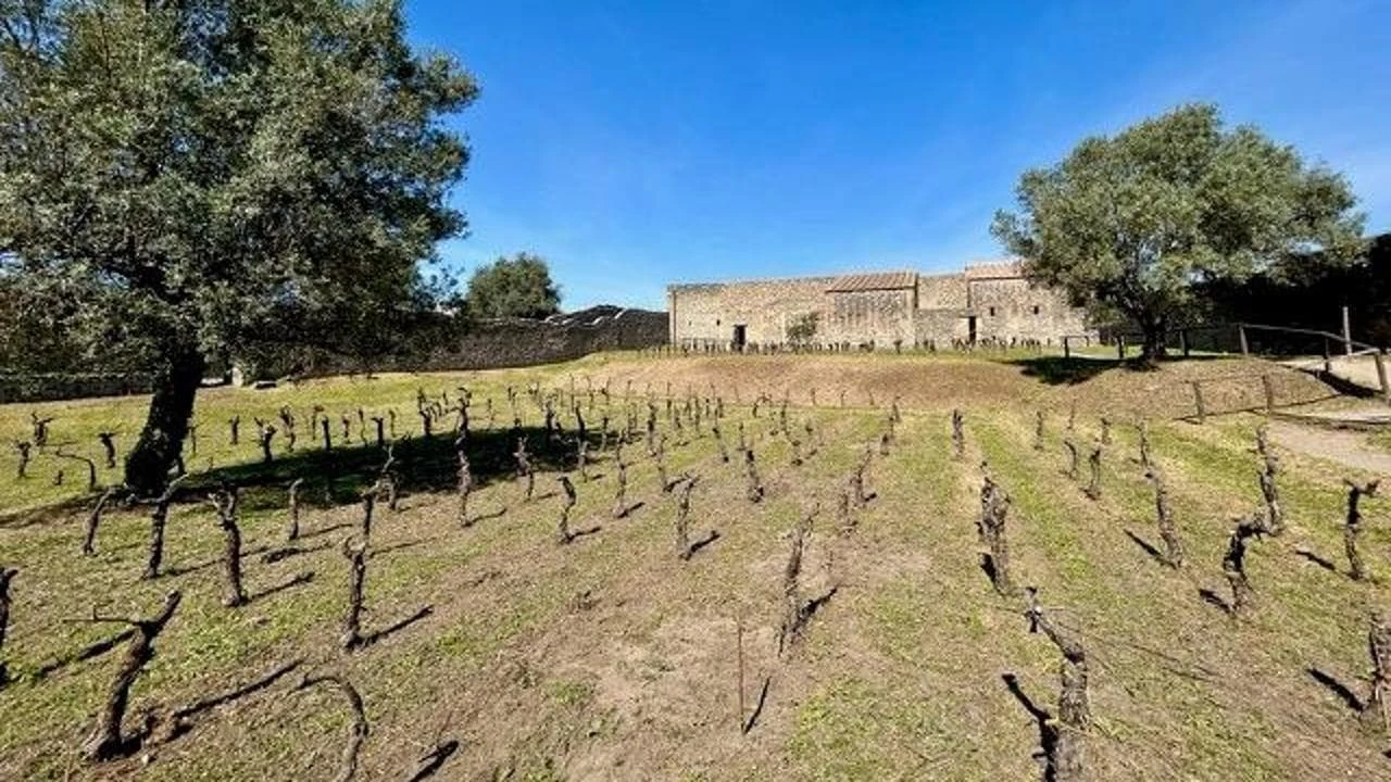 E tra gli scavi di Pompei nascerà un vino biologico