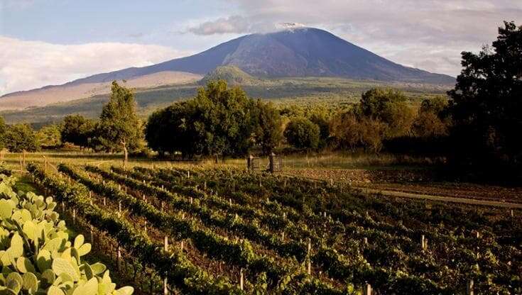 L’Etna salva la vendemmia: “Sarà ottima, battuta la siccità grazie al vulcano”