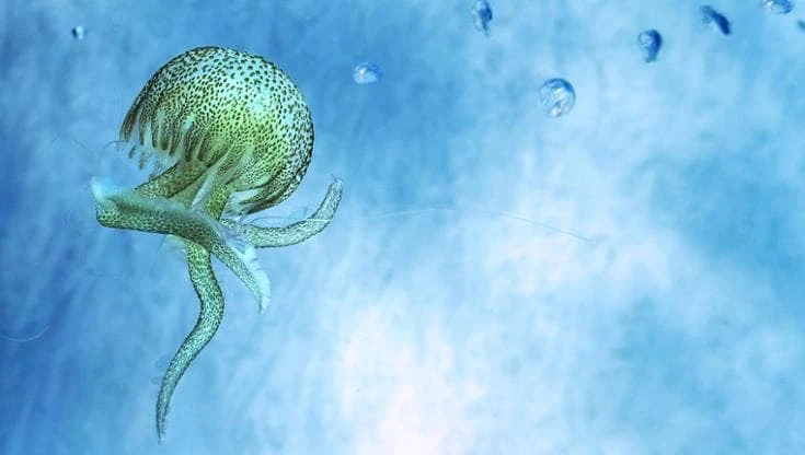 Come ripensare il rapporto con il mare: “Ormai è una infrastruttura economica”