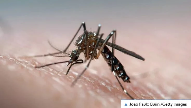 Dengue, Zika e febbre gialla in aumento: dall'Oms le nuove linee guida
