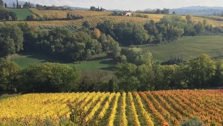 Rispetto della terra e correttezza verso le persone: arrivano le “Cantine etiche”