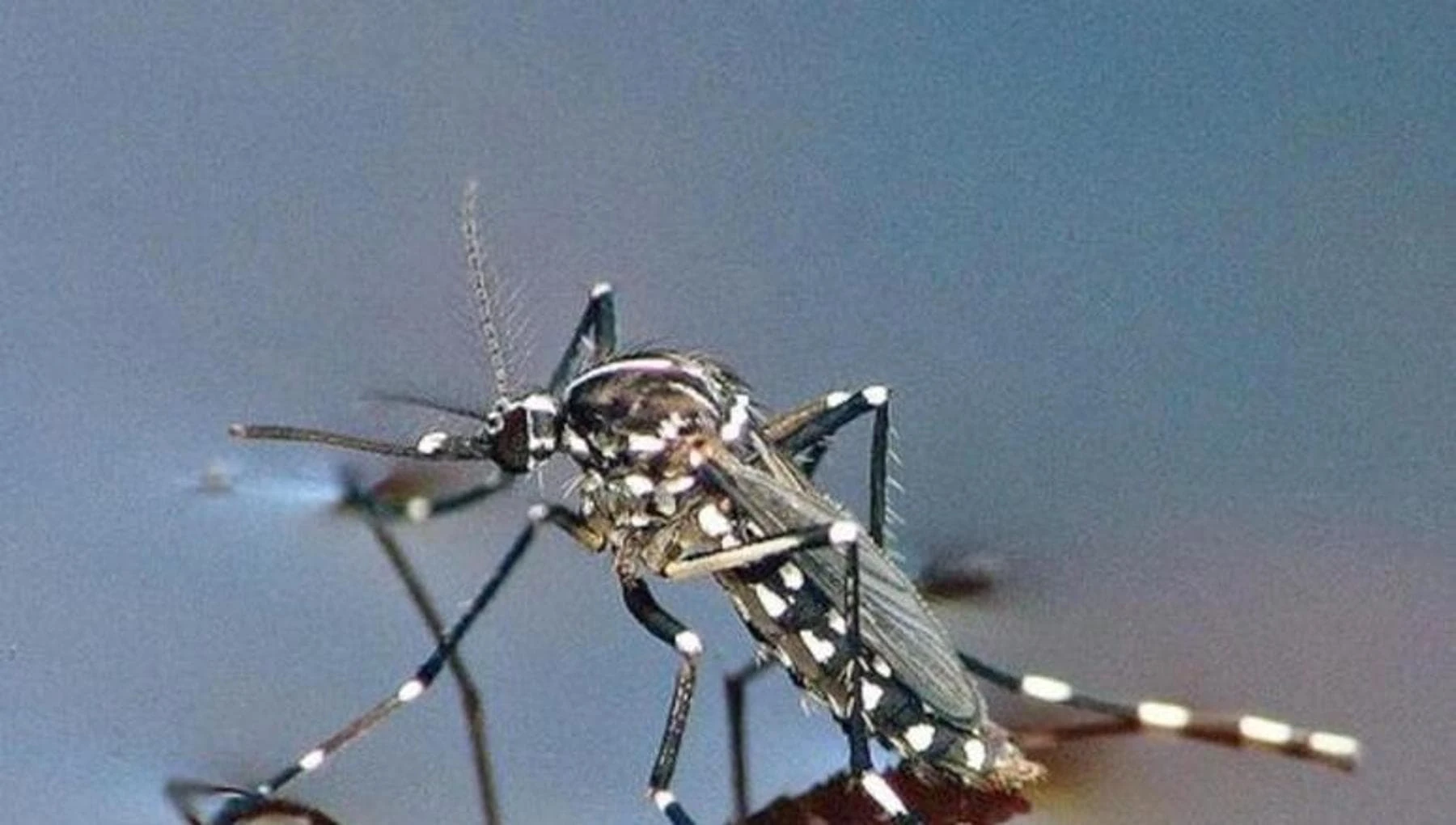 Con il caldo estremo insetti più aggressivi. Una guida per difendersi