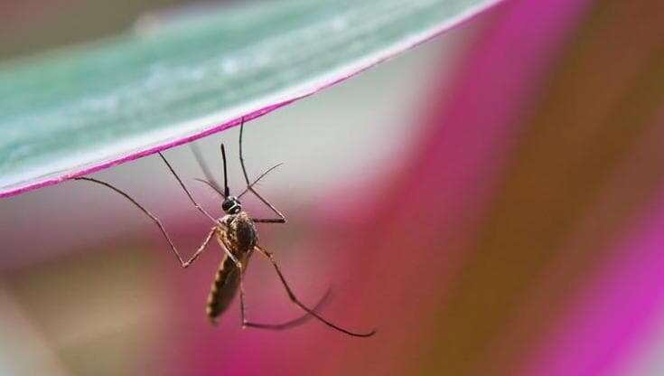 Dengue, dalla ‘taglia’ sulle zanzare nelle Filippine al modello marchigiano per contenere focolaio