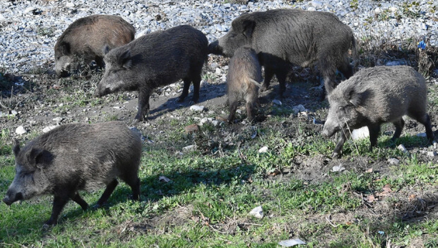 Peste suina africana, diversi casi in Italia: dai sintomi al vaccino, cosa sapere