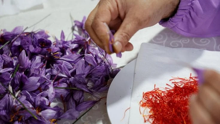 E l’Iran stuzzica l’Italia: la vostra cucina più povera senza zafferano e pistacchi prodotti da noi