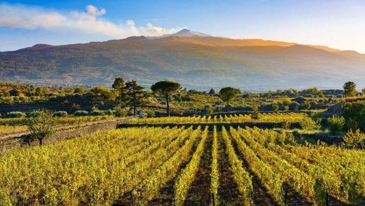 Etna Days, il presidente Cambria: “Abbiamo reso i dazi innocui e ora brindiamo alla Docg”