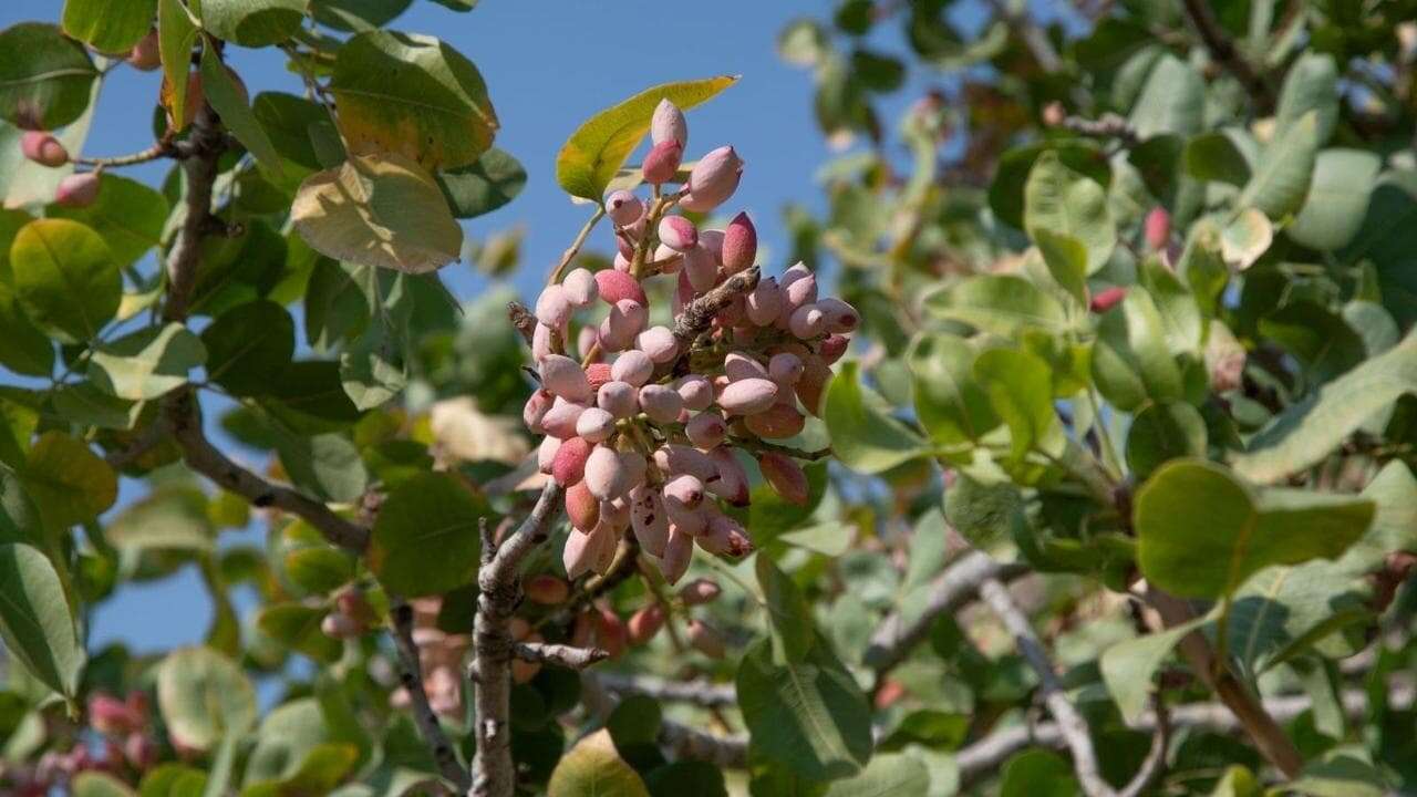 Non solo Bronte, la Sicilia ci regala un altro pistacchio che non teme confronti