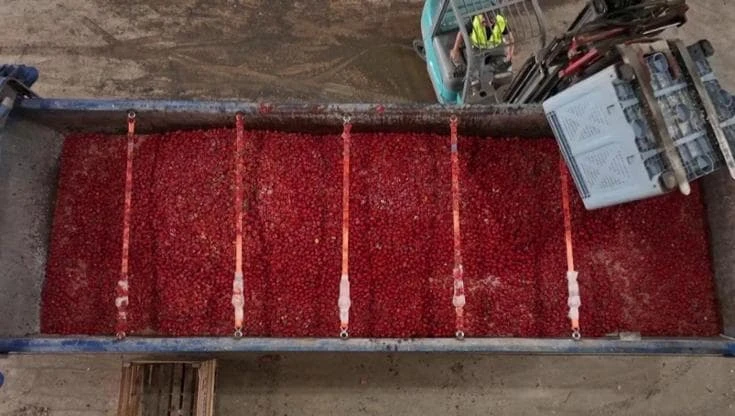 Tomatina, Buñol si prepara per la festa a colpi di pomodoro: arriva il carico di 120.000 chili