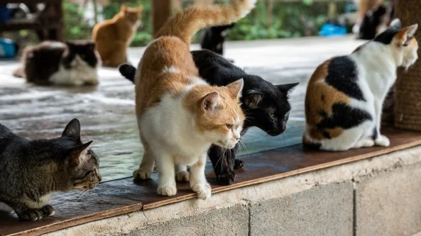 E il cuoco pentito chiude il suo ristorante specializzato in carne di gatto